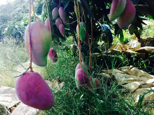 空运海南贵妃芒果 商品图4