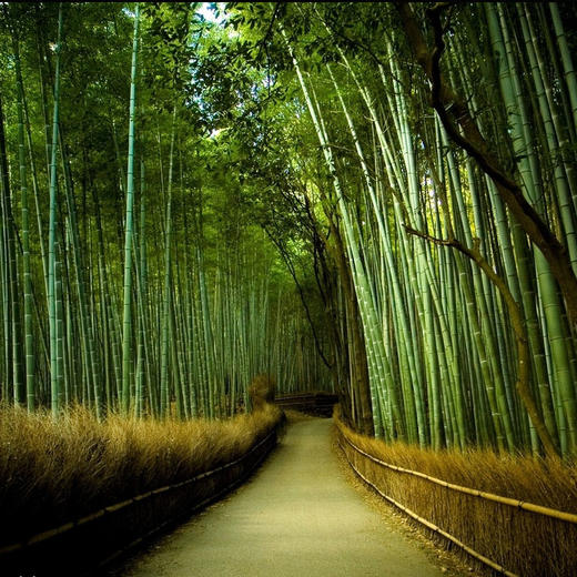 元旦3天【黄山】北水墨徽州の黄山-宏村-木坑竹海 -阳产土楼-屯溪老街-火车 商品图6