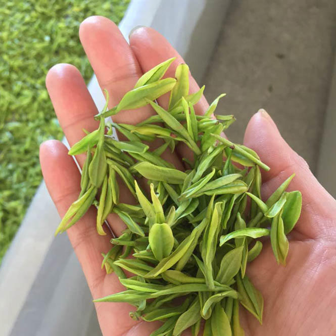 2019头茶! 茗鼎白贡茶 兰香 耐泡 生态 精品 吴鼎礼盒 50g*2/礼盒