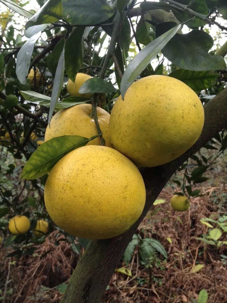 常山县青石乡汀潭村农民欧朝海菜园里有一棵胡柚树,已结果四十余年,年