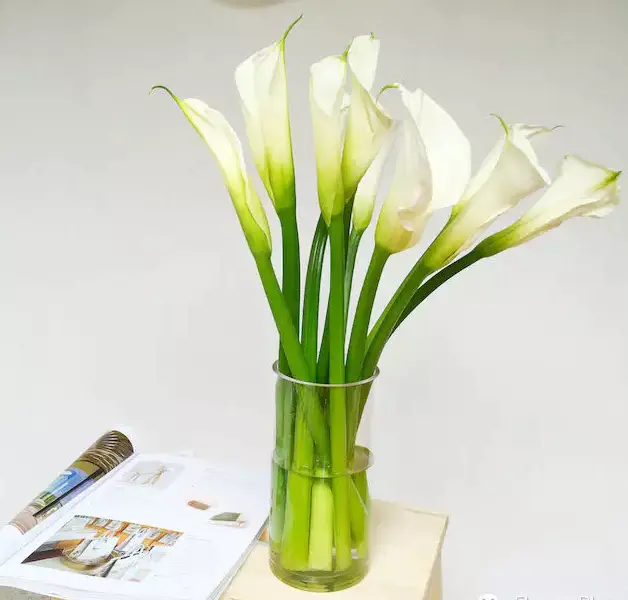 马蹄莲养护说明 Calla Lily