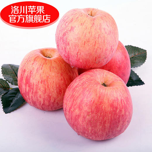 正宗洛川苹果【20枚75mm】品质中果 陕西延安洛川红富士苹果脆甜多汁 应季新果 商品图3