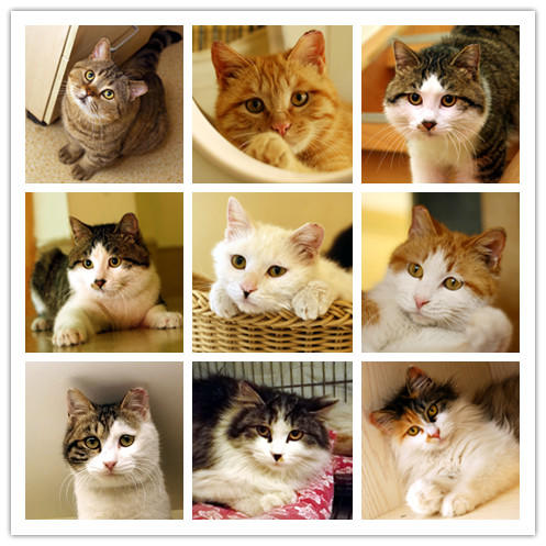 猫咪助养1号救助于景山公园的九只流浪猫目前都生活在幸运土猫场所