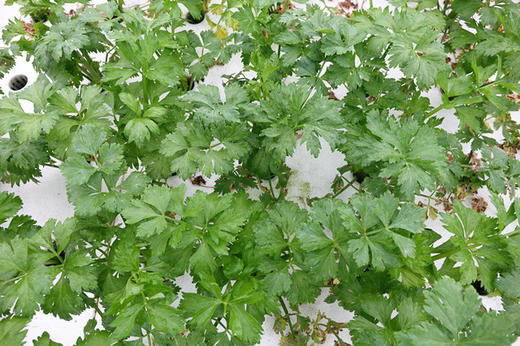 青芹菜【买一送一】 商品图2