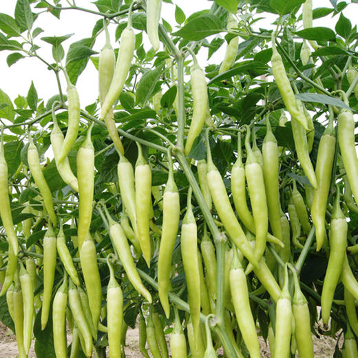 【梅山老农】湖南新化土特产坛子菜农家白辣椒650g 商品图2