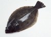 【鲽鱼身段】产地：格陵兰，42元/斤 商品缩略图1