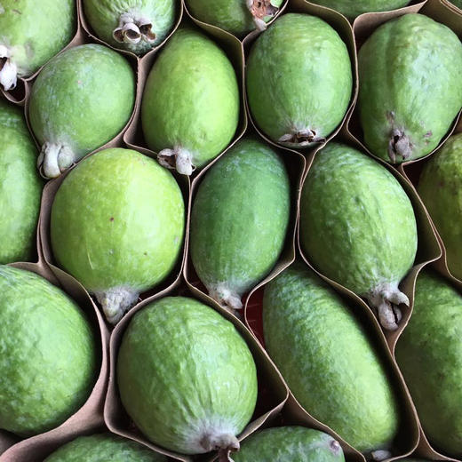 「水果优选」新西兰斐济果