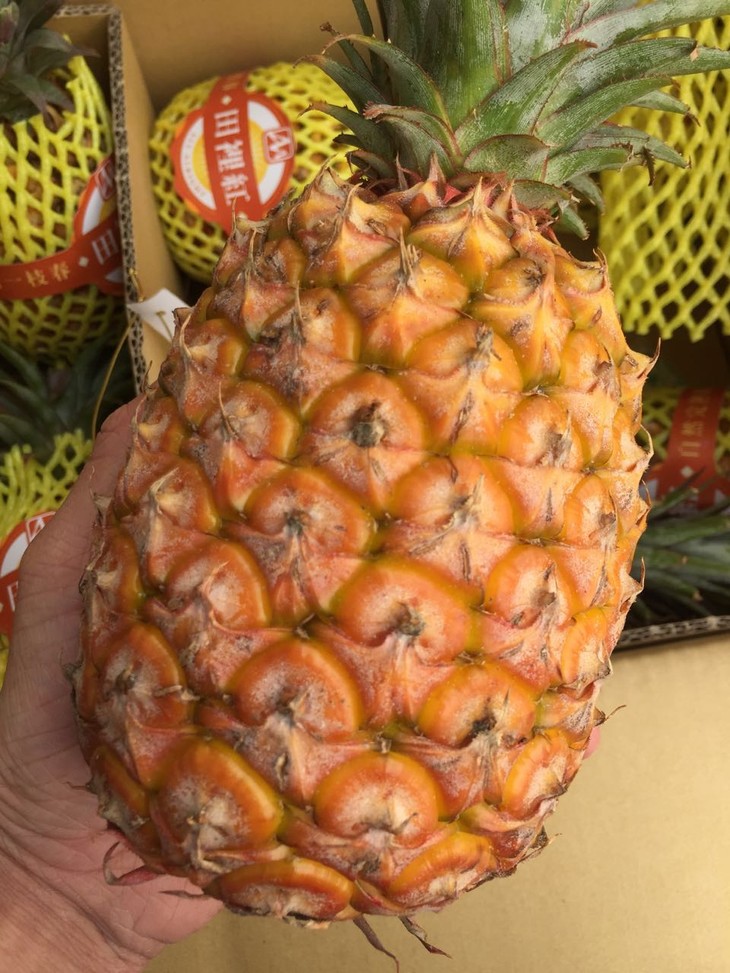 水果优选田里红凤梨