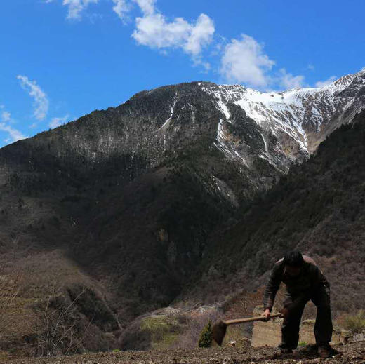 高海拔有机玛咖切片 商品图4