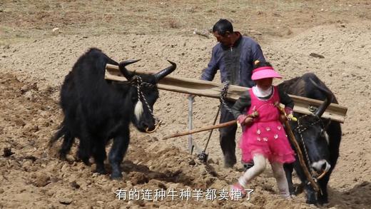 高海拔有机玛咖切片 商品图8