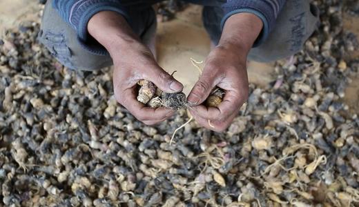 高海拔有机玛咖切片 商品图6