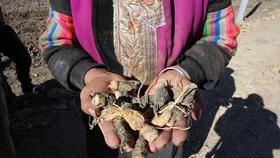 高海拔有机玛咖切片