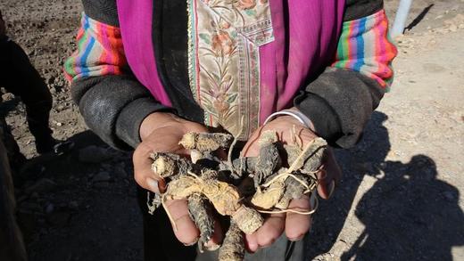 高海拔有机玛咖切片 商品图0