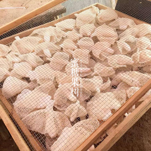 【2025新一批】【7年口碑到爆的蜀南竹海长裙竹荪】【不提取竹液】【非熏】【不打药】【非烘干】 商品图4