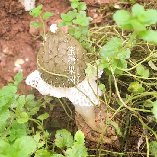 【2025新一批】【7年口碑到爆的蜀南竹海长裙竹荪】【不提取竹液】【非熏】【不打药】【非烘干】 商品图1