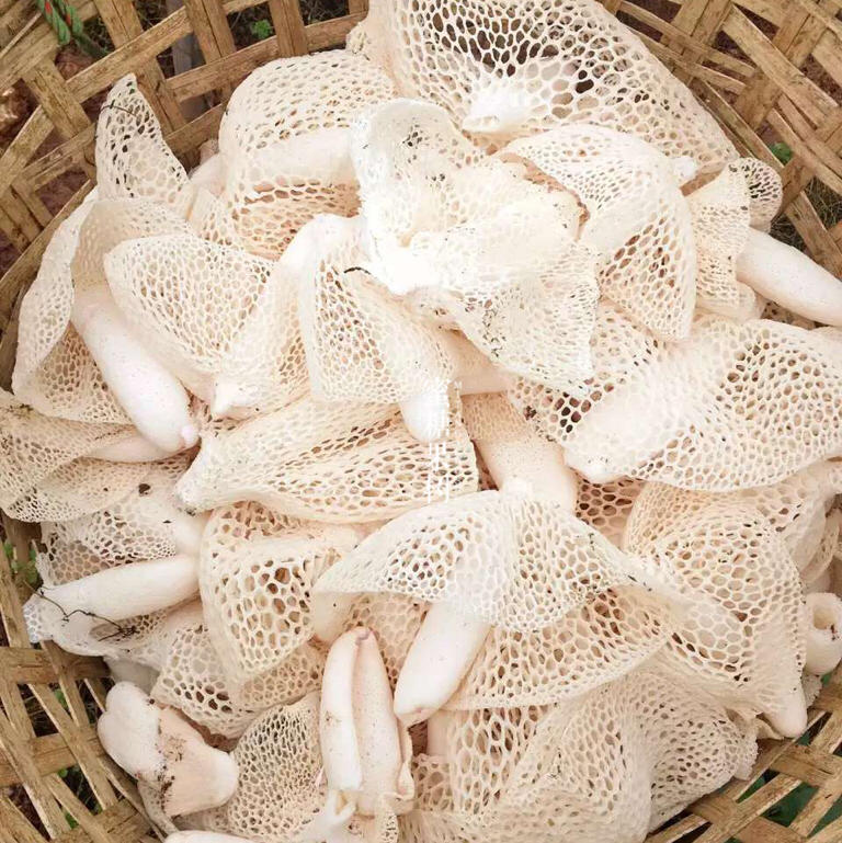 【2022第十二批】【7年口碑到爆的蜀南竹海长裙竹荪】【不提取竹液】