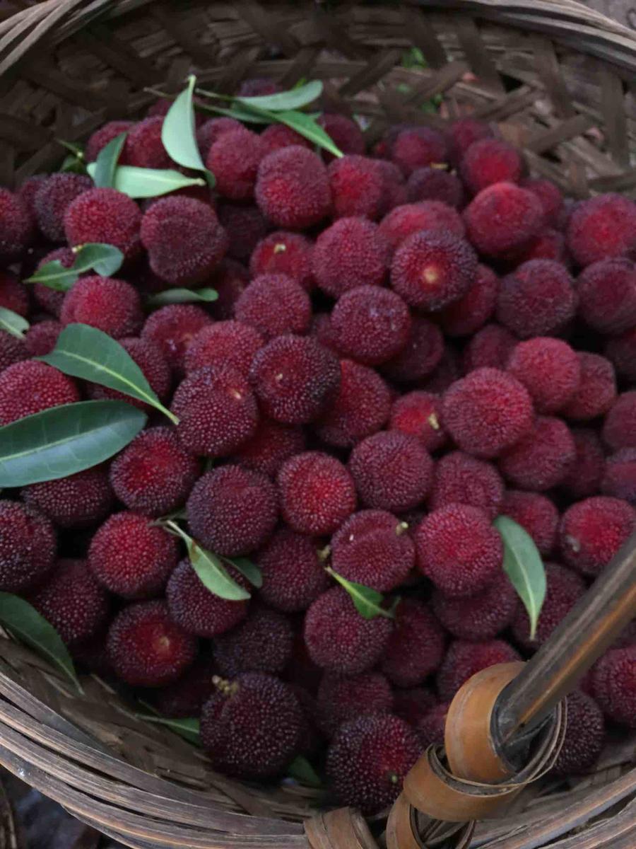 原产地直销仙居特级荸荠杨梅新鲜水果健康无污染