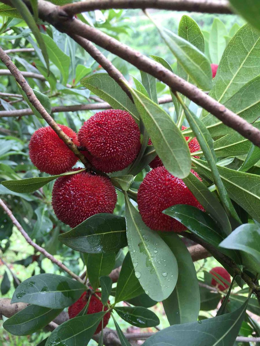 原产地直销仙居东魁杨梅新鲜水果健康无污染