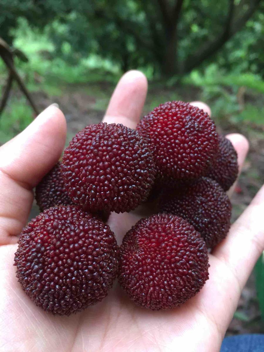 原产地直销仙居特级荸荠杨梅新鲜水果健康无污染