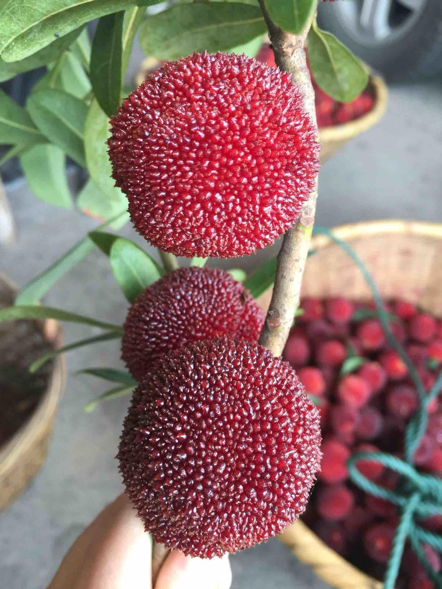 原产地直销仙居东魁杨梅新鲜水果健康无污染