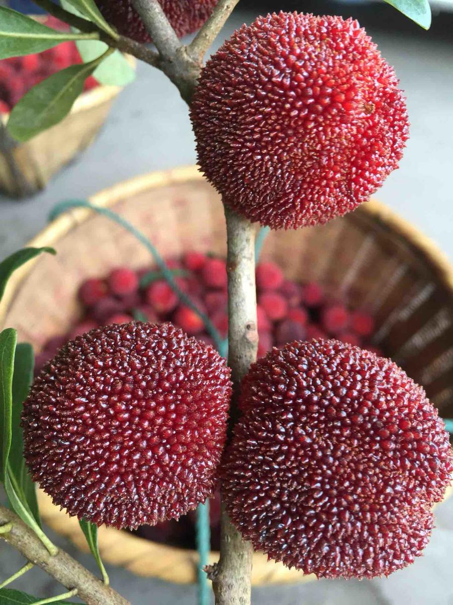 原产地直销仙居东魁杨梅新鲜水果健康无污染