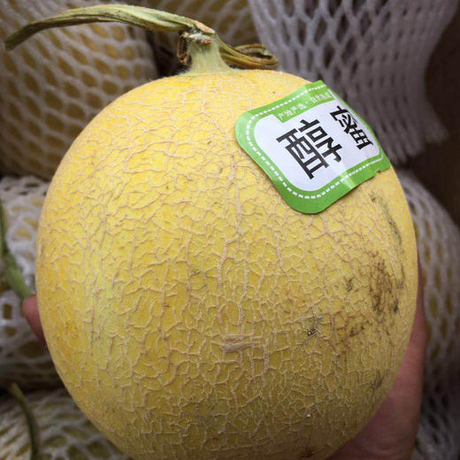 水果优选醇香蜜瓜