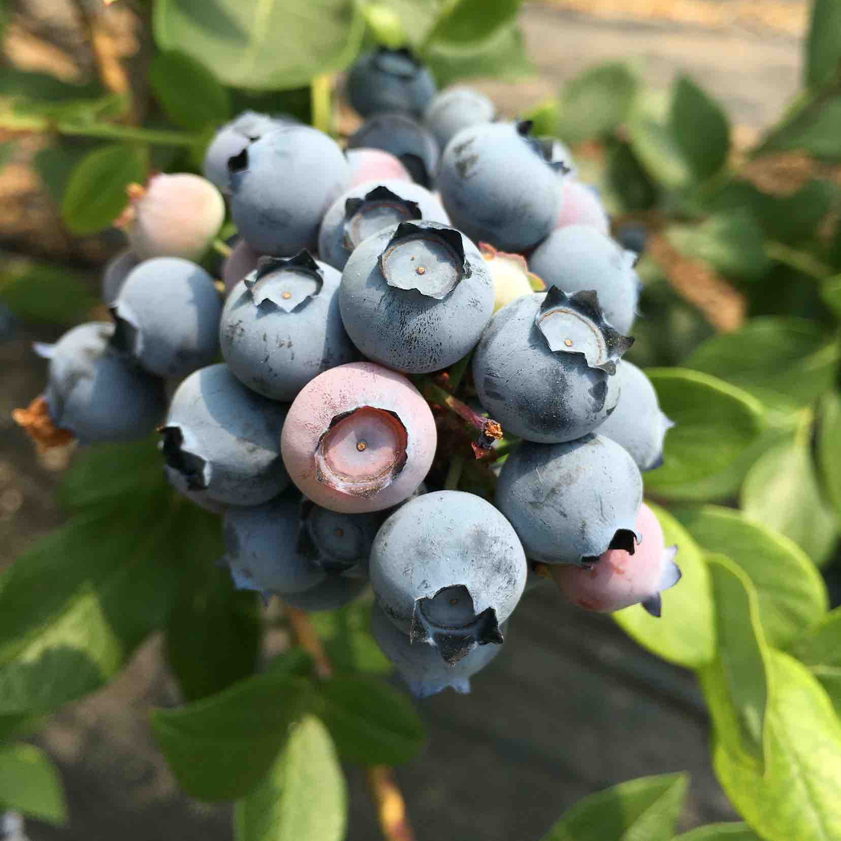 小众品种蓝莓，甜度高，香味浓，无农残标准，可免洗食用。京东包邮