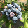 小众品种蓝莓，甜度高，香味浓，无农残标准，可免洗食用。京东包邮 商品缩略图0