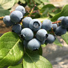 小众品种蓝莓，甜度高，香味浓，无农残标准，可免洗食用。京东包邮 商品缩略图2