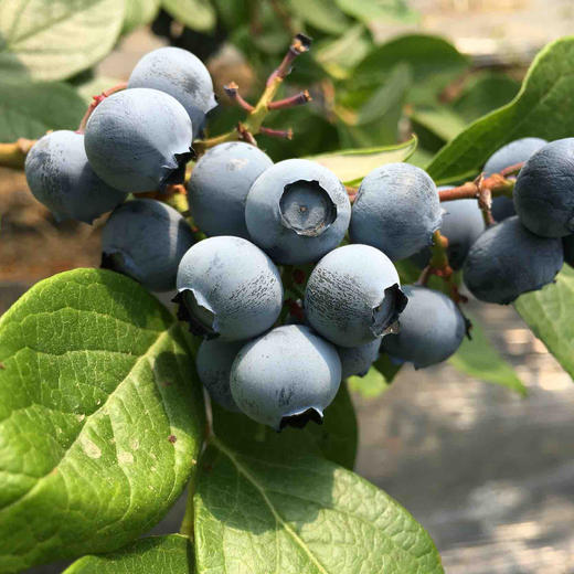 小众品种蓝莓，甜度高，香味浓，无农残标准，可免洗食用。京东包邮 商品图2