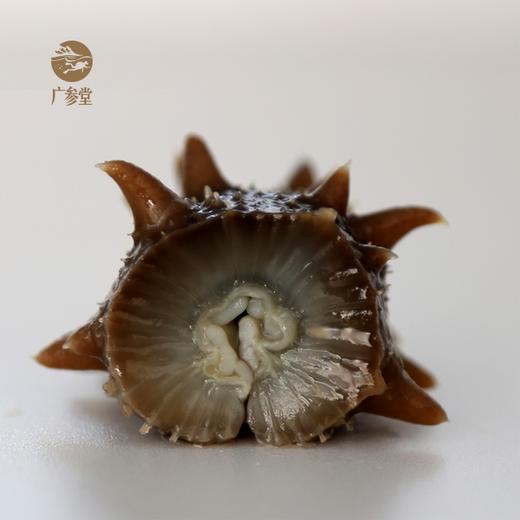 高端即食广参堂原味即食海参500克品质家庭首选