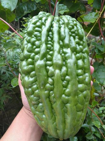 208精选大顶苦瓜350克至400克