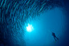 【度假村】印尼达拉湾Derawan 潜水套餐 - Tasik & Dive Lodge 商品缩略图6