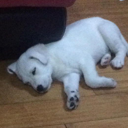 宠物毛发 商品图0