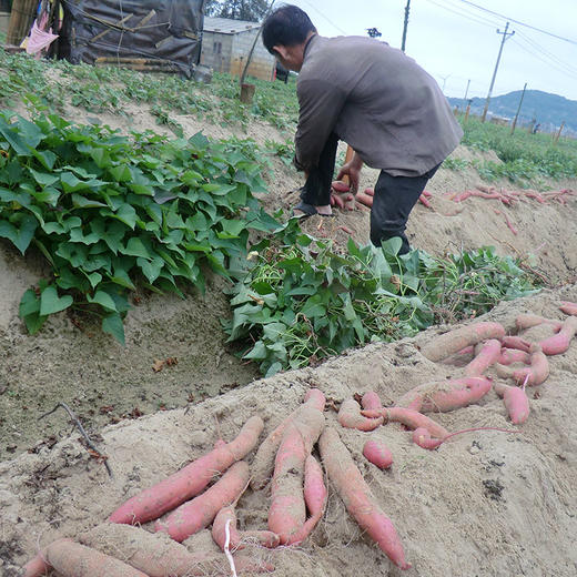 六鳌红心地瓜5斤装   海边沙地种植  富硒营养  口感香甜粉糯 商品图6