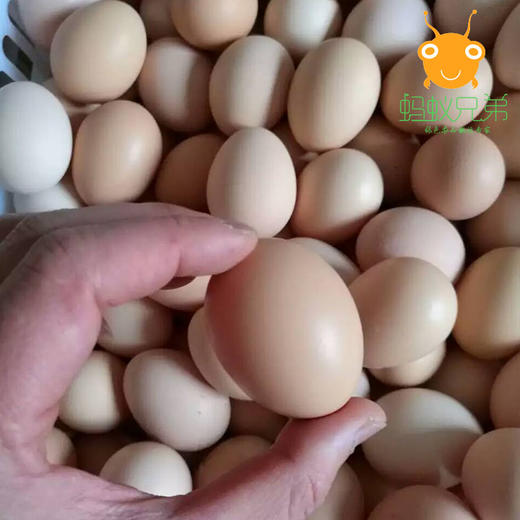 【橙象优选】黄山山林散养土鸡蛋50枚装   军人品质 江浙沪皖顺丰包邮 商品图2