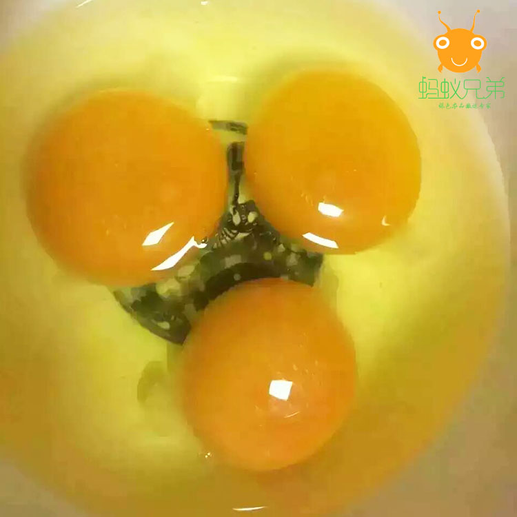 【橙象优选】黄山山林散养土鸡蛋50枚装   军人品质 江浙沪皖顺丰包邮