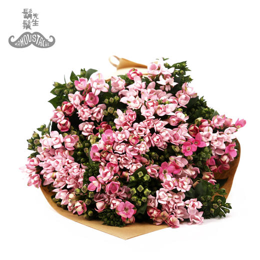文艺清新胡须先生进口浅粉色十字花 寒丁子 花束 鬍鬚有你鲜花旗舰店