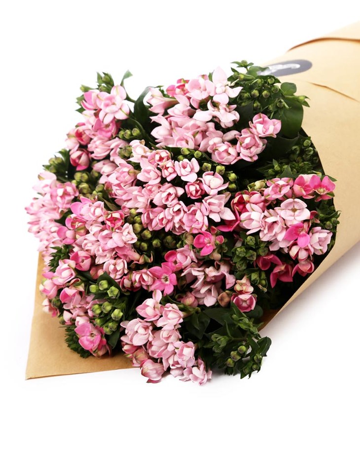 文艺清新胡须先生进口浅粉色十字花 寒丁子 花束 鬍鬚有你鲜花旗舰店