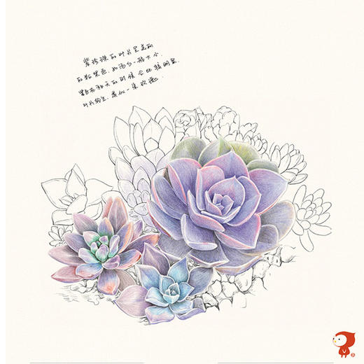 飞乐鸟 多肉绘 38种多肉植物的色铅笔图绘 彩色铅笔绘画教程 飞乐鸟微店