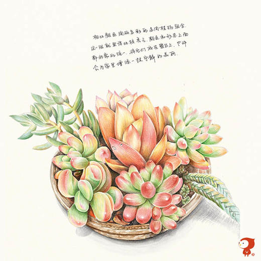 飞乐鸟 多肉绘 38种多肉植物的色铅笔图绘 彩色铅笔绘画教程 飞乐鸟微店
