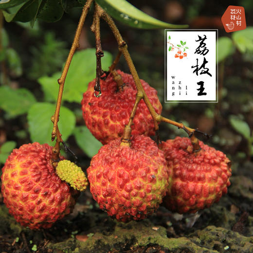 自提转型自然农法海南火山村荔枝王顺丰包邮45斤装