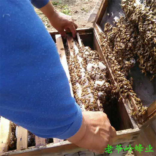 凤翔老爷岭百花蜂蜜， 2斤58元包邮 商品图1