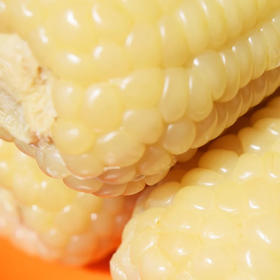 【镇店热卖】东北黑土地糯玉米