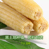 【推荐】东北黑土地糯玉米，冷冻保存 商品缩略图5