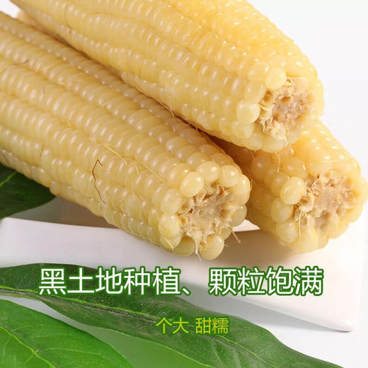 【推荐】东北黑土地糯玉米，冷冻保存 商品图5