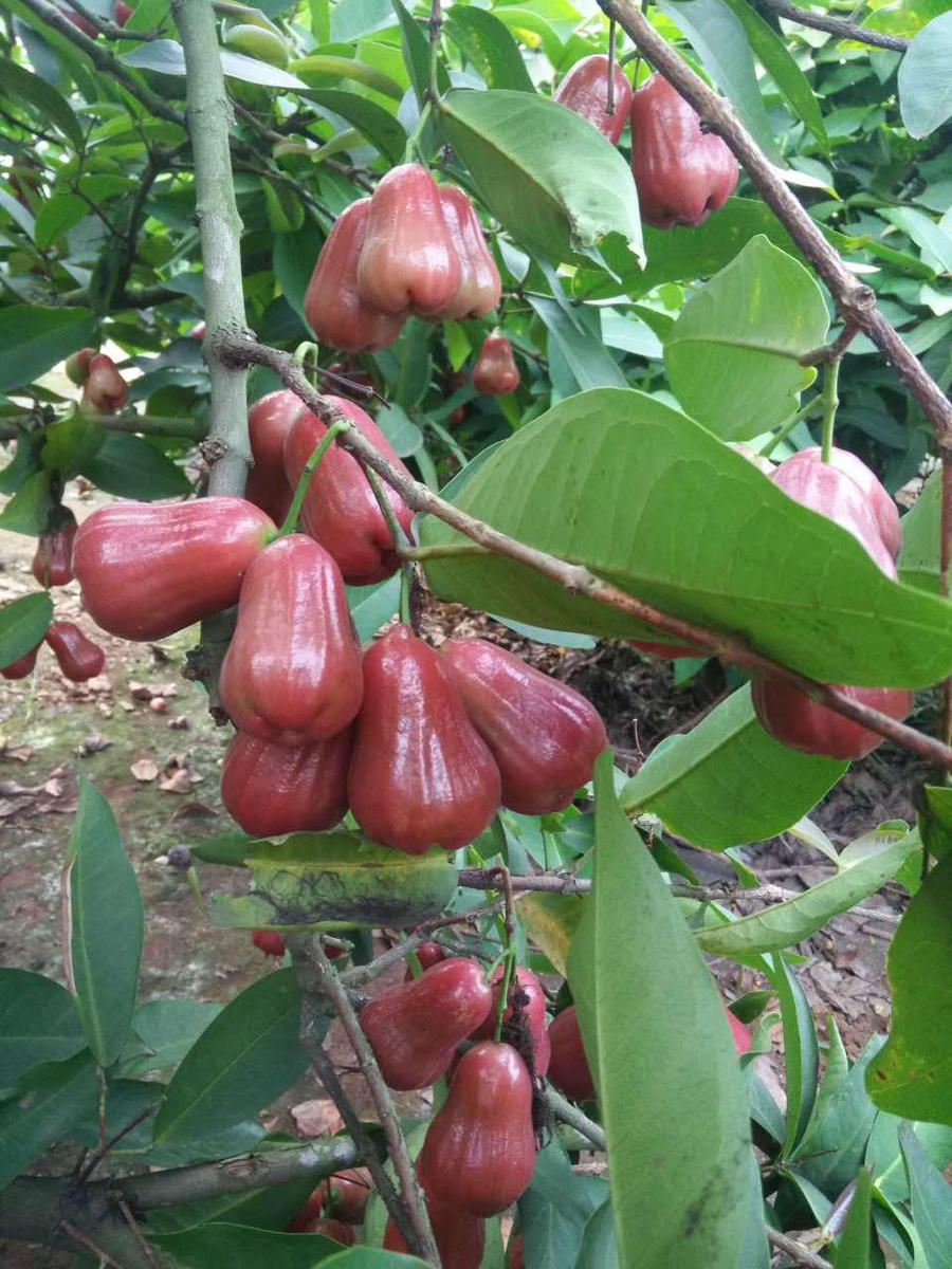 台湾蜜风铃莲雾