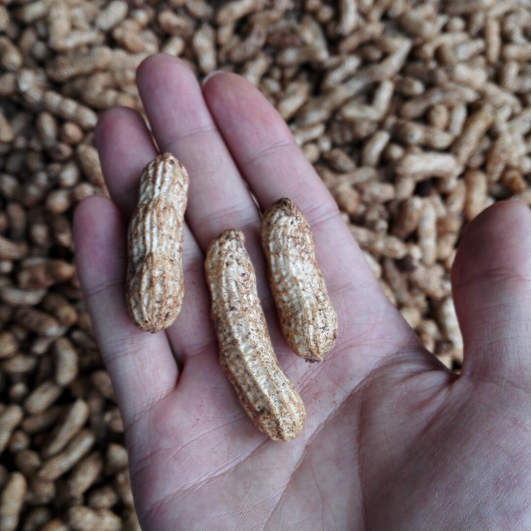 赶乡场代买云南元谋沙土新鲜花生3斤5斤任选磨浆最好带泥