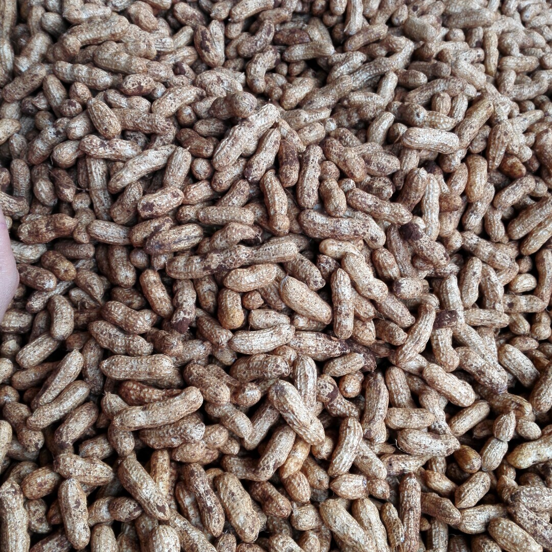 赶乡场代买云南元谋沙土新鲜花生3斤5斤任选磨浆最好带泥