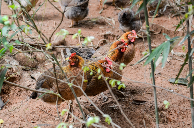 卢氏飞凤鸿运一品鸡